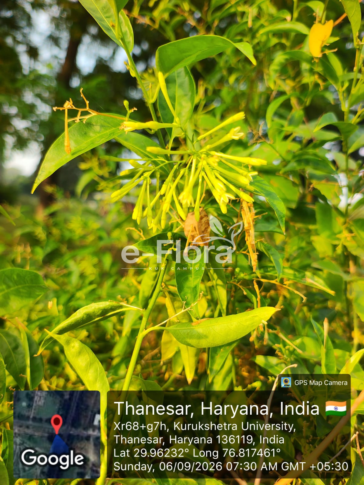 You are currently viewing Cestrum nocturnum L.
