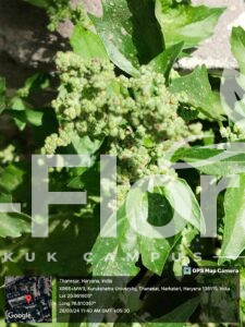 Read more about the article Chenopodiastrum murale (L.) S.Fuentes, Uotila & Borsch