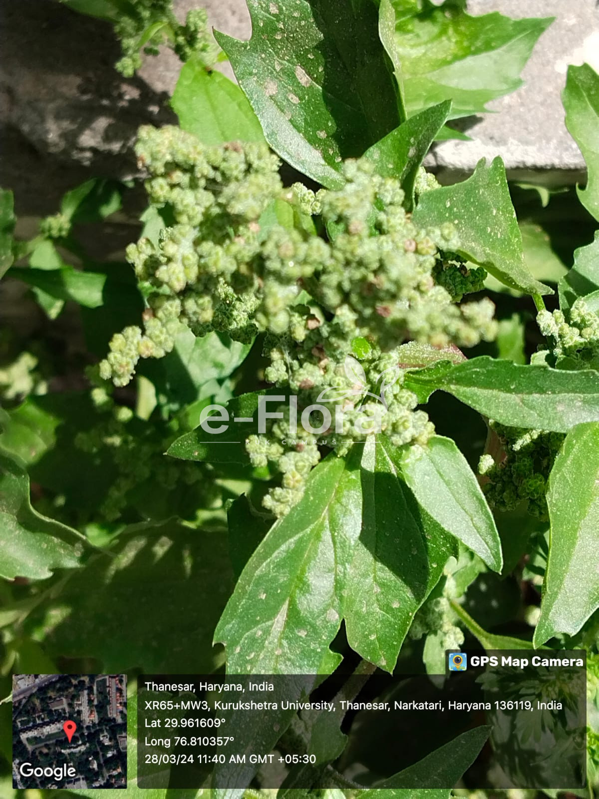 You are currently viewing Chenopodiastrum murale (L.) S.Fuentes, Uotila & Borsch