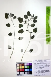 Chenopodium album