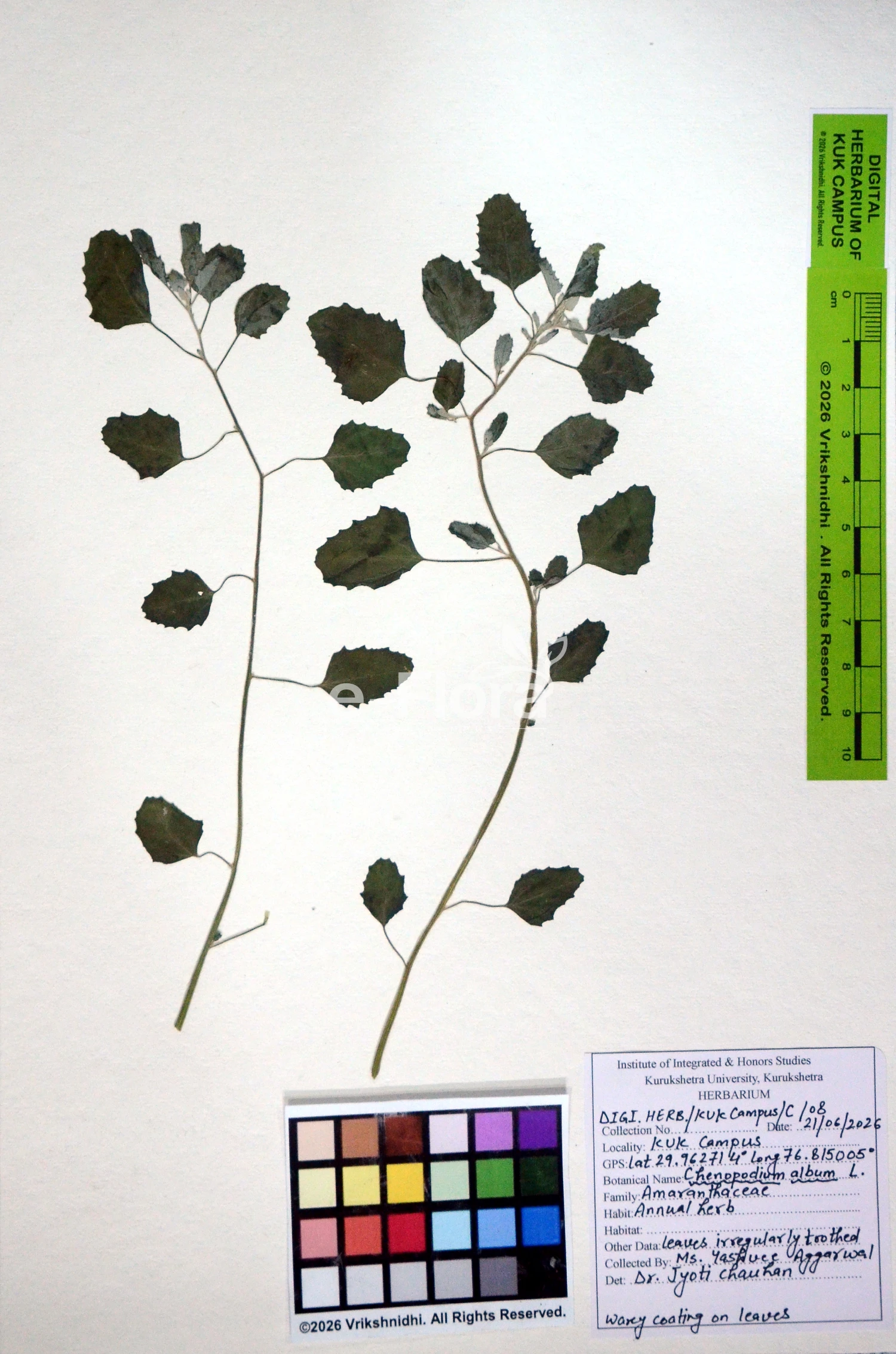 You are currently viewing Chenopodium album