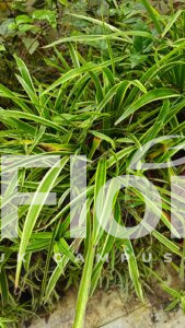 Read more about the article Chlorophytum comosum (Thunb.) Jacques