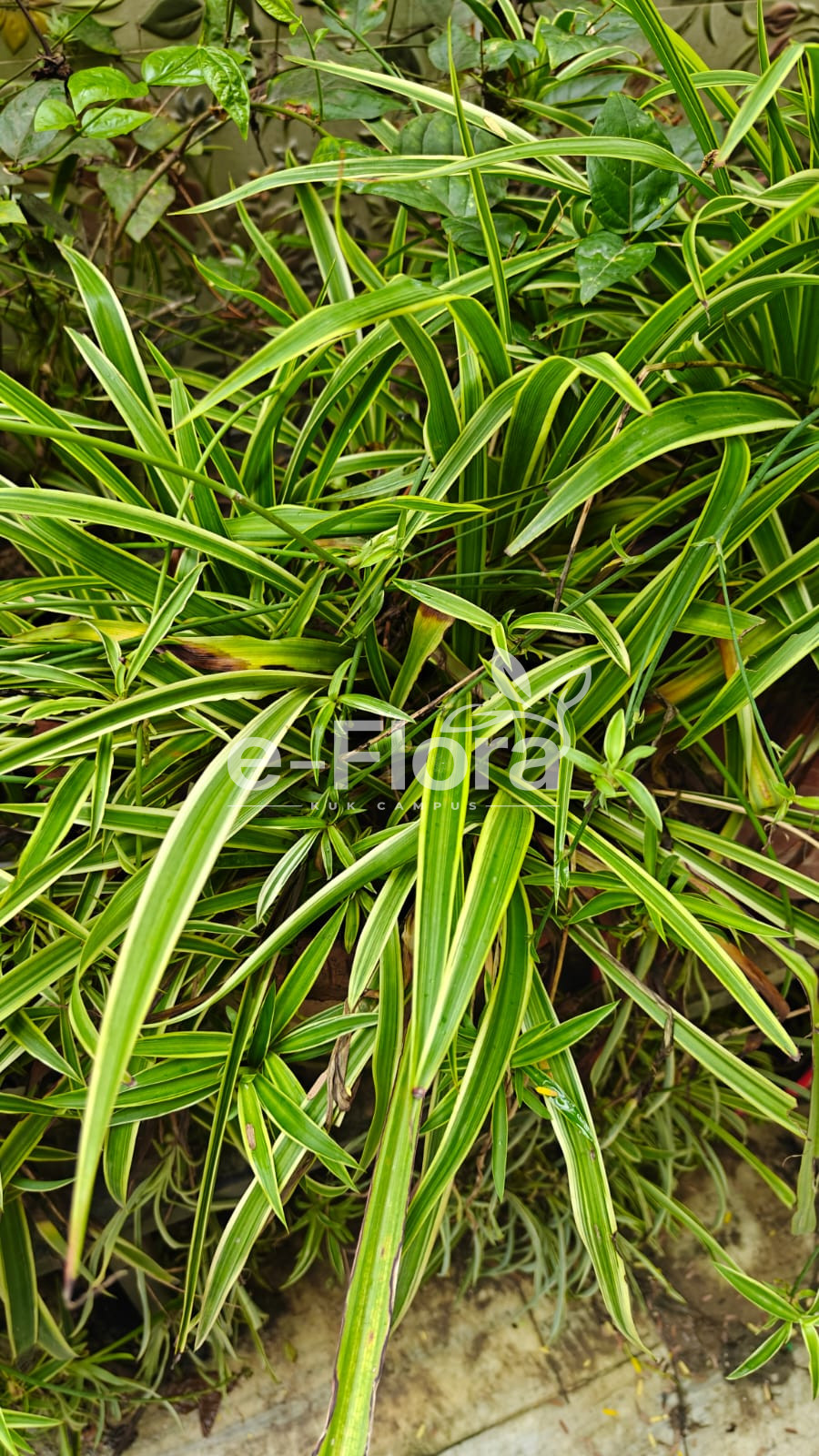 You are currently viewing Chlorophytum comosum (Thunb.) Jacques