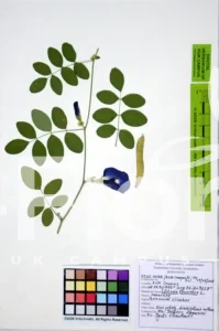 Clitoria ternatea