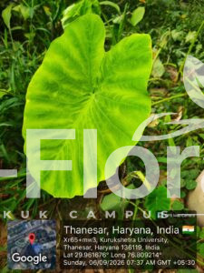 Read more about the article Colocasia esculenta (L.) Schott