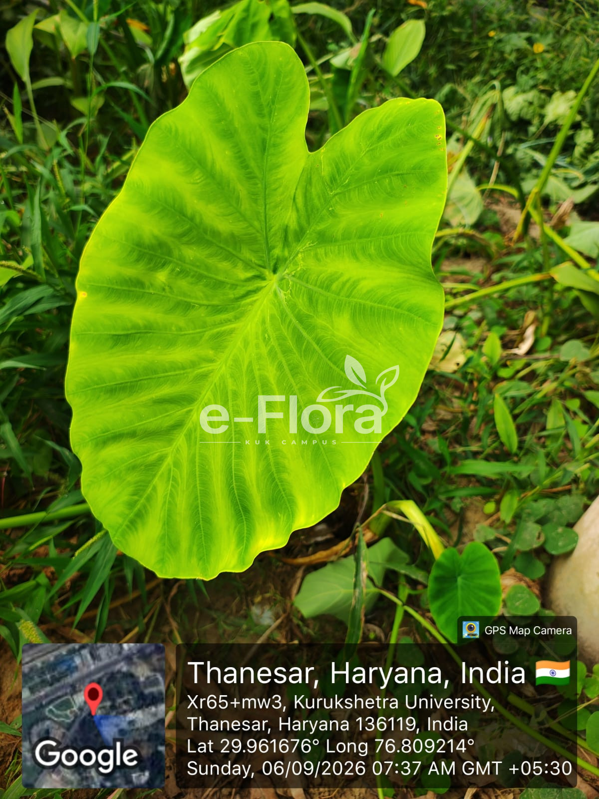 You are currently viewing Colocasia esculenta (L.) Schott