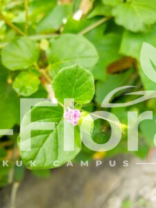 Read more about the article Commicarpus chinensis (L.) Heim.