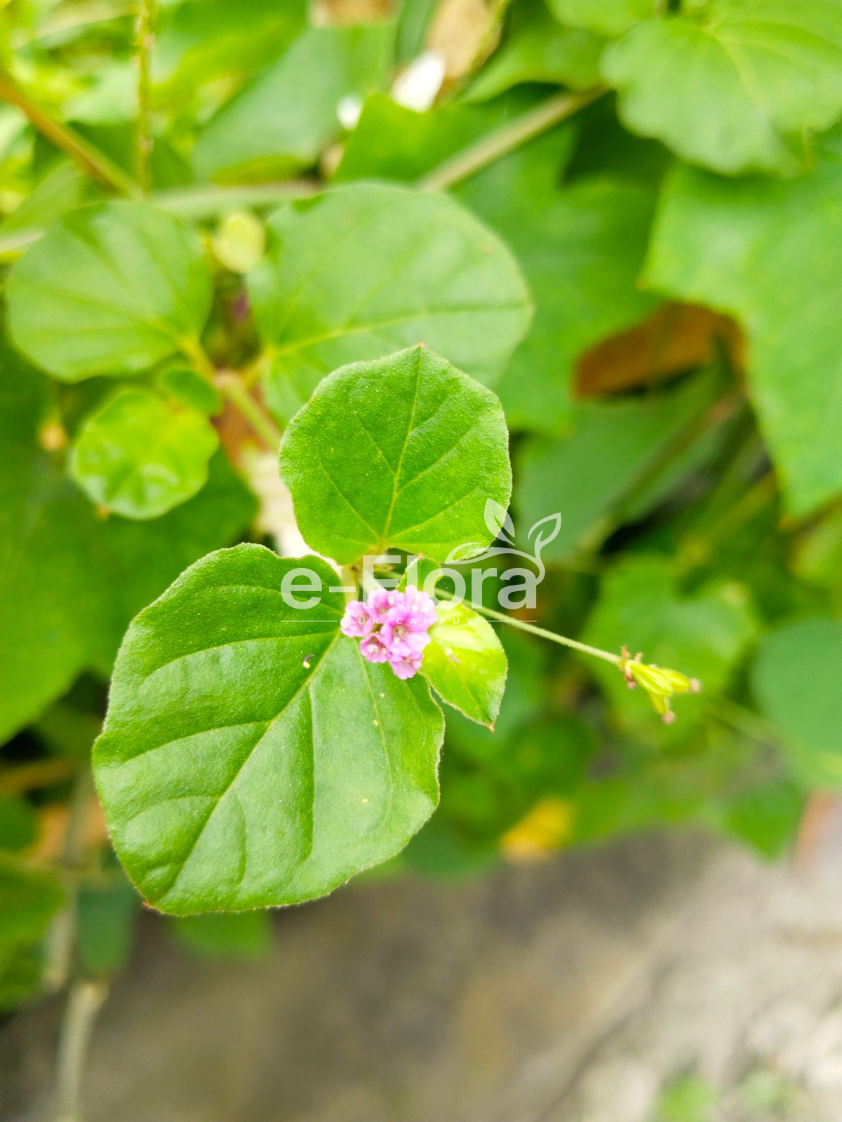 You are currently viewing Commicarpus chinensis (L.) Heim.