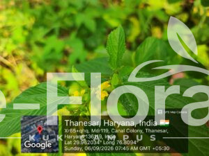 Read more about the article Corchorus aestuans L.