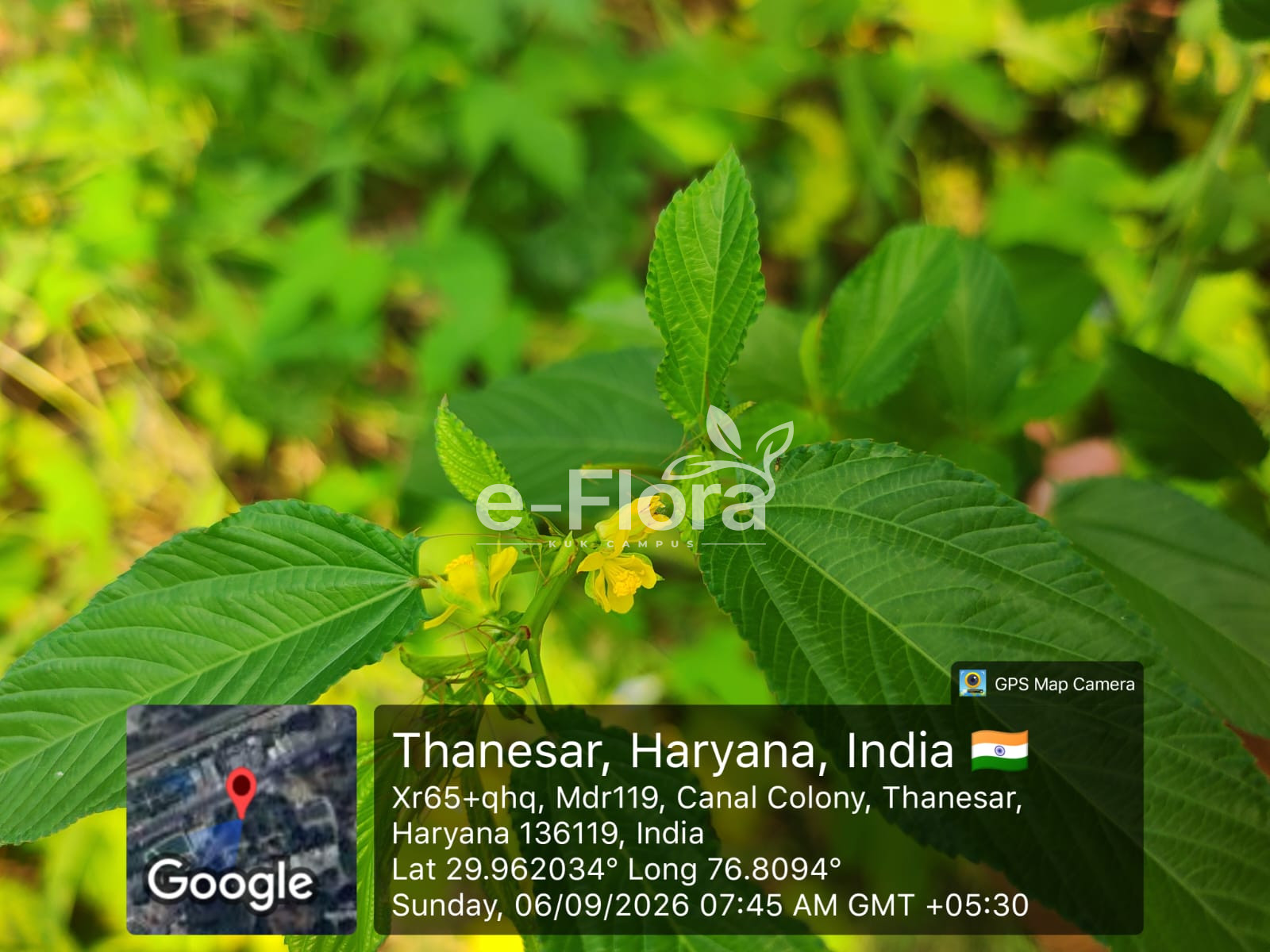 You are currently viewing Corchorus aestuans L.
