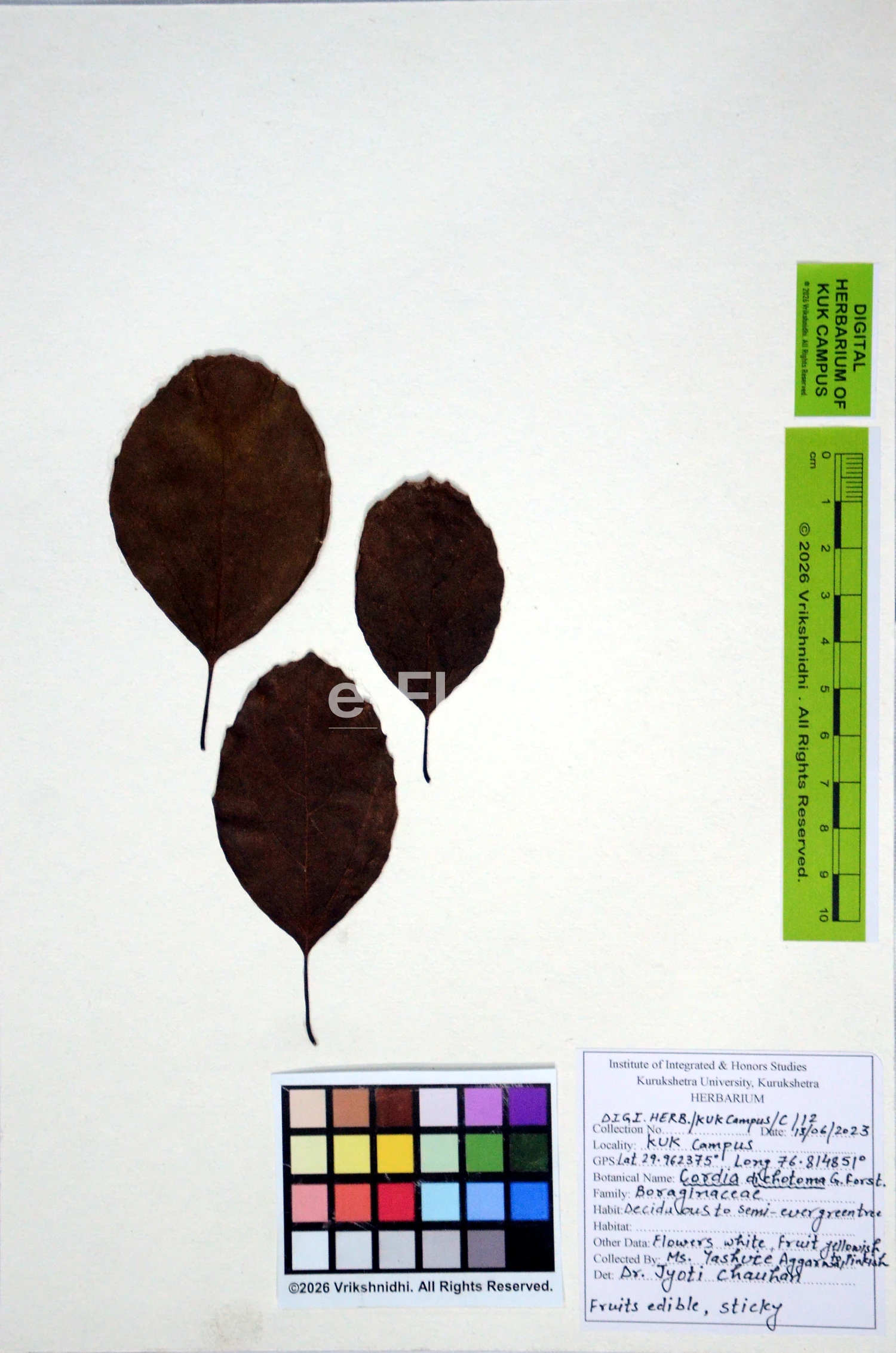 You are currently viewing Cordia dichotoma