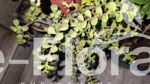 Read more about the article Crassula ovata (Mill.) Druce