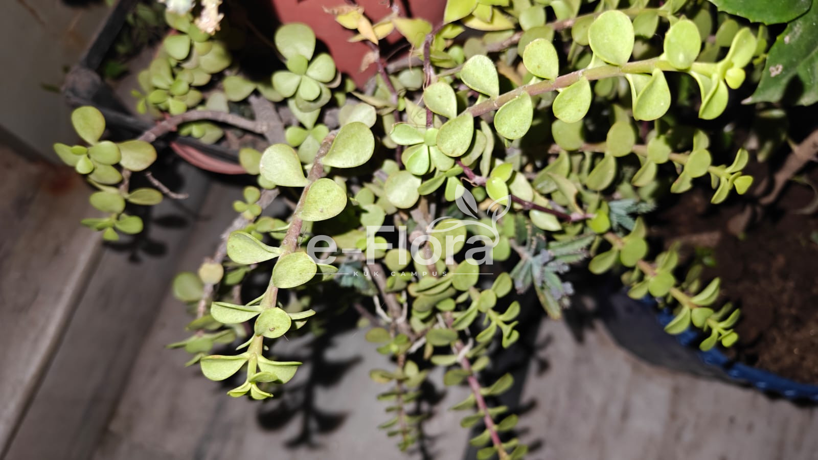 You are currently viewing Crassula ovata (Mill.) Druce