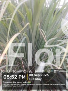 Read more about the article Cymbopogon citratus (DC.) Stapf