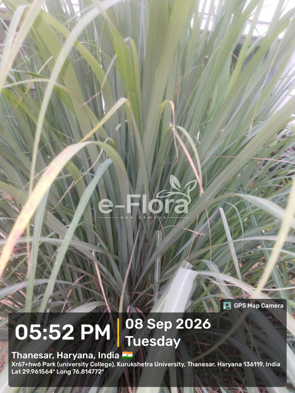 You are currently viewing Cymbopogon citratus (DC.) Stapf