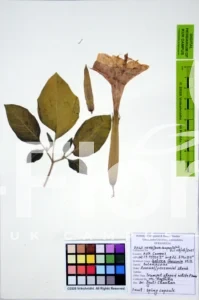 Datura innoxia
