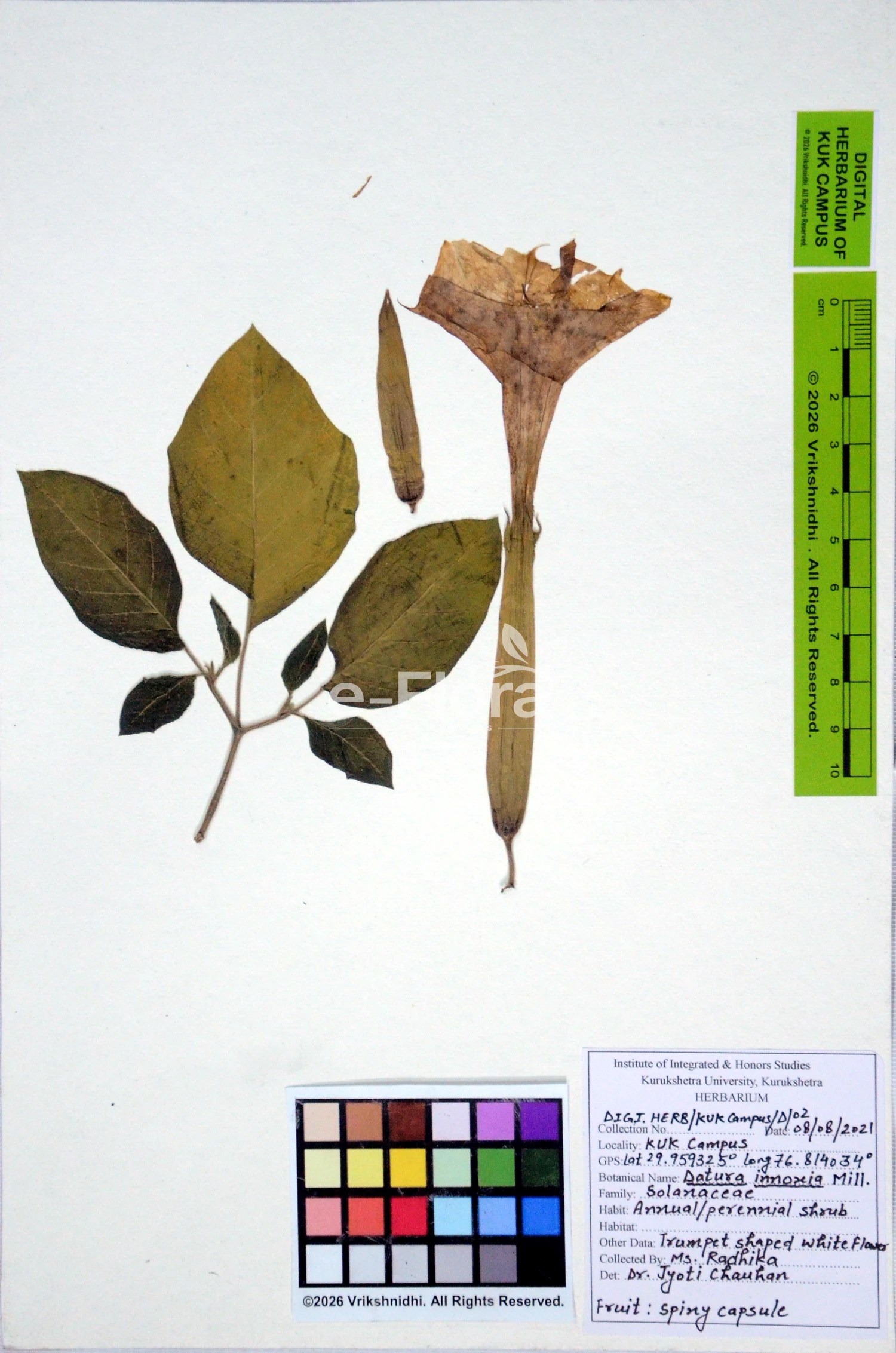 You are currently viewing Datura innoxia