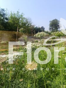 Read more about the article Daucus carota L.