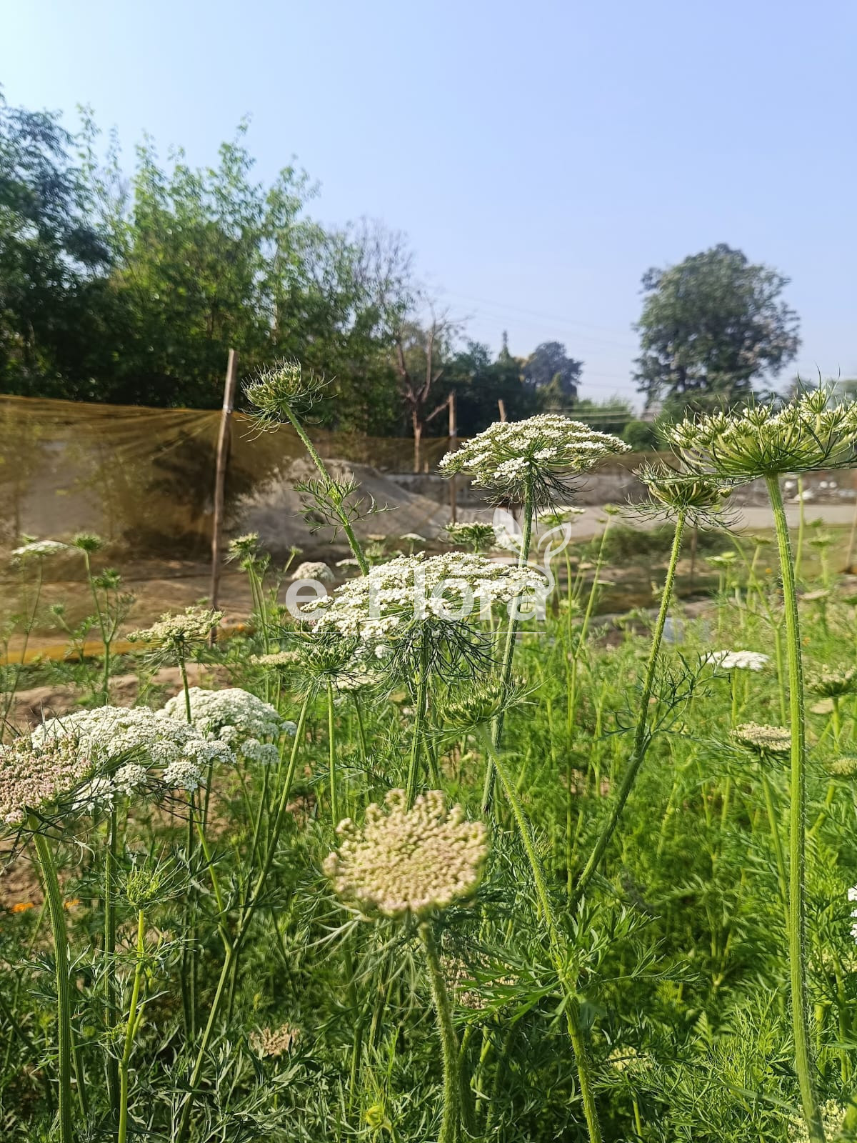 You are currently viewing Daucus carota L.