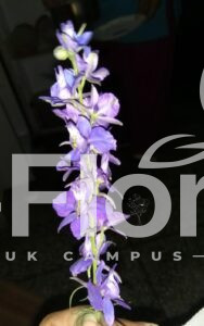 Read more about the article Delphinium ajacis L.