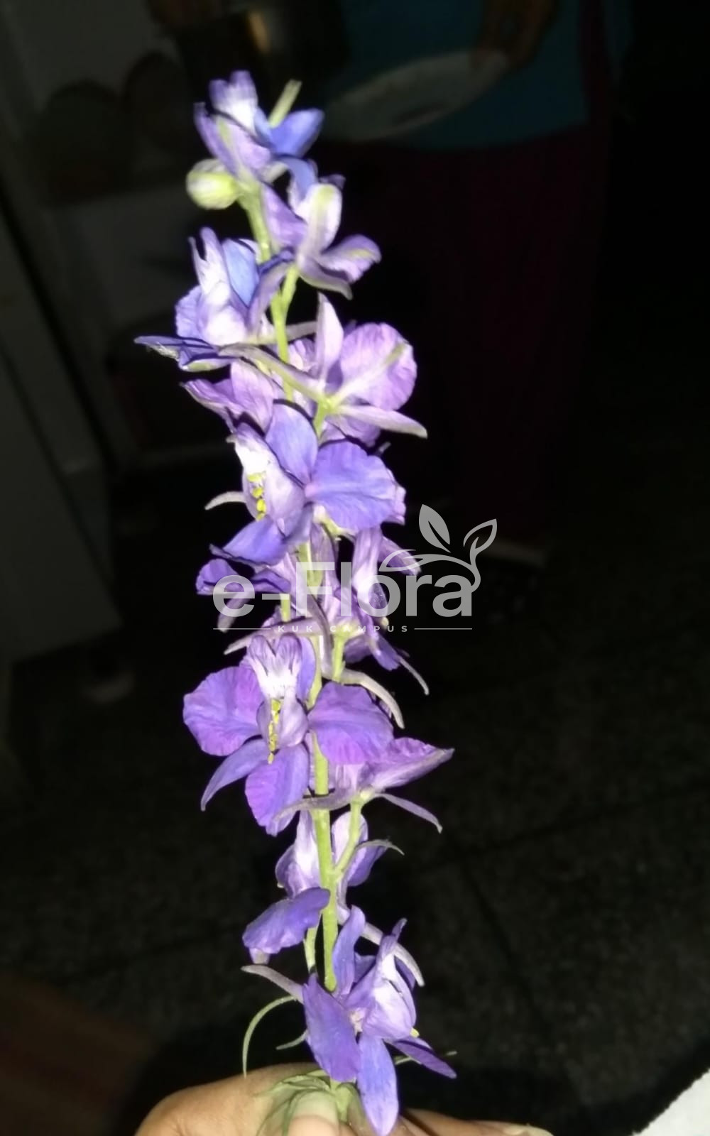 You are currently viewing Delphinium ajacis L.