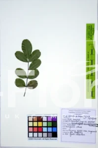 Dermatophyllum secundiflorum