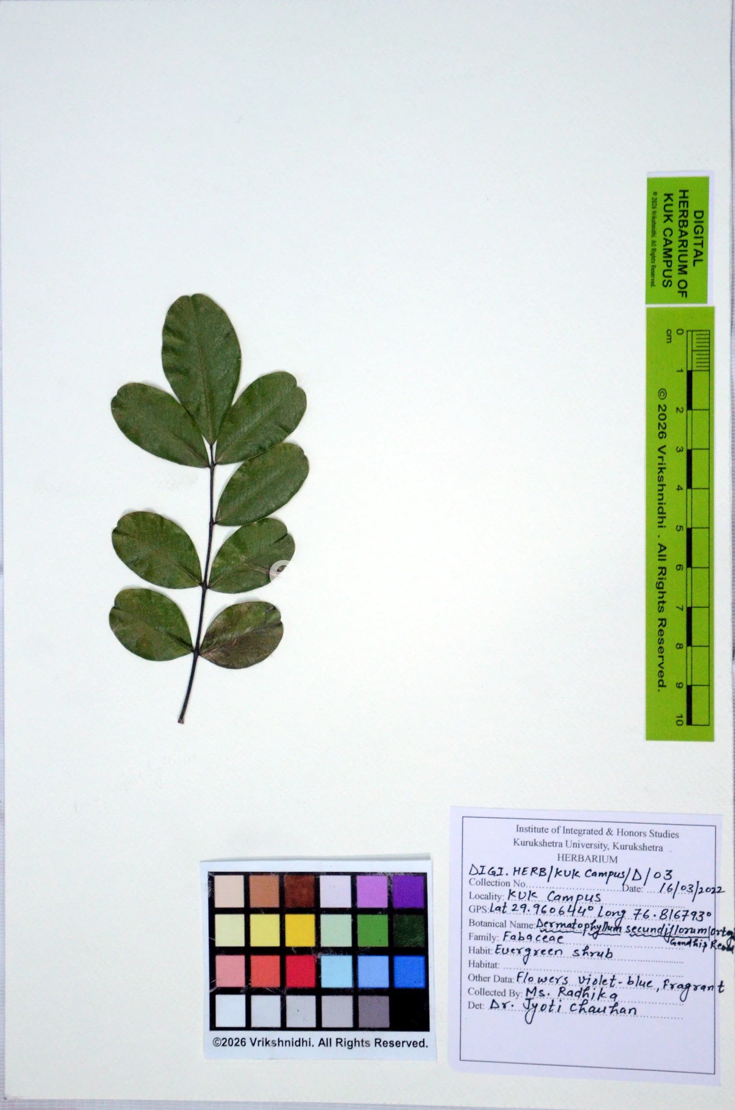You are currently viewing Dermatophyllum secundiflorum