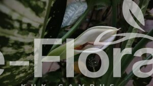 Read more about the article Dieffenbachia seguine (Jacq.) Schott