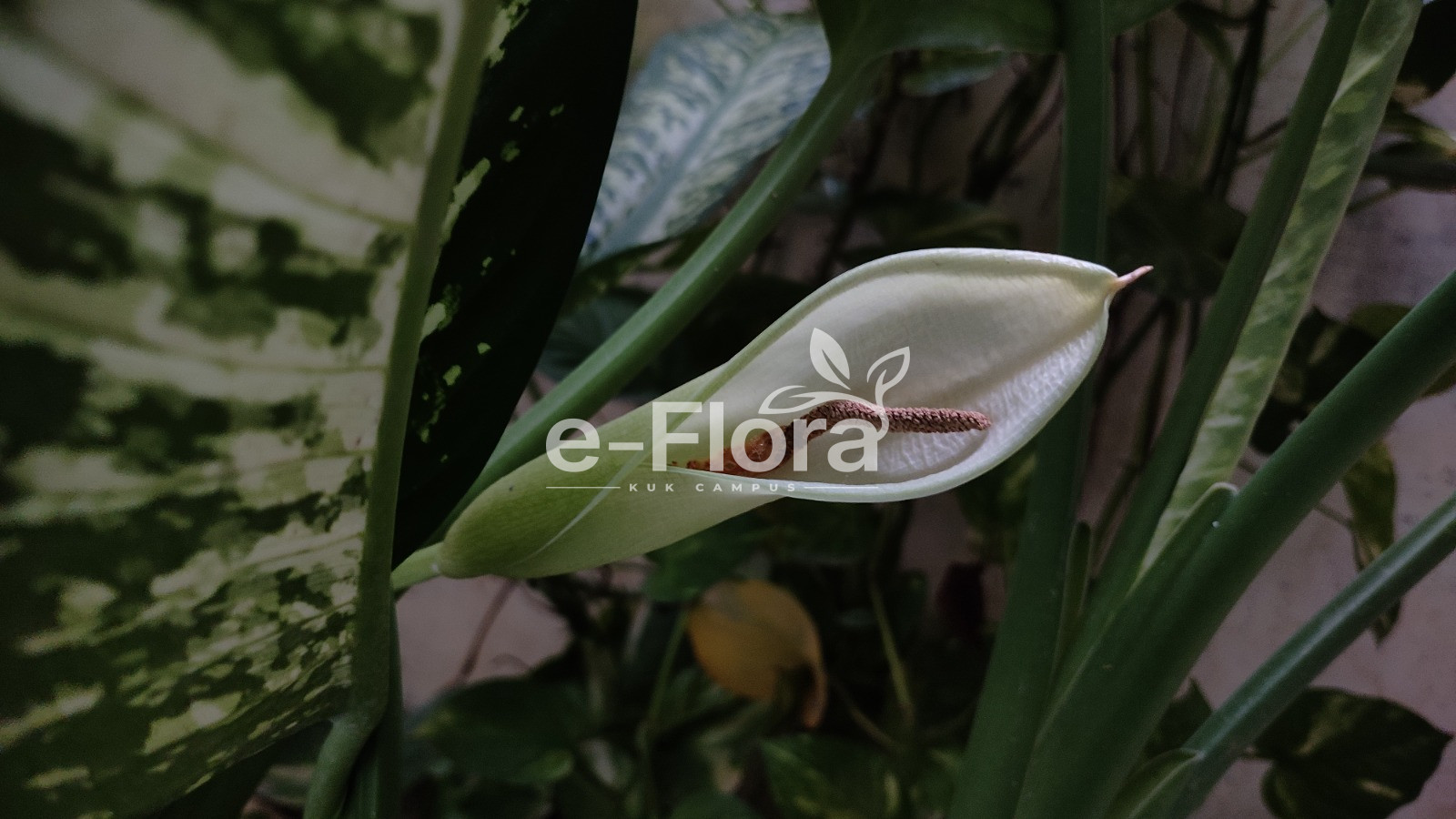 You are currently viewing Dieffenbachia seguine (Jacq.) Schott