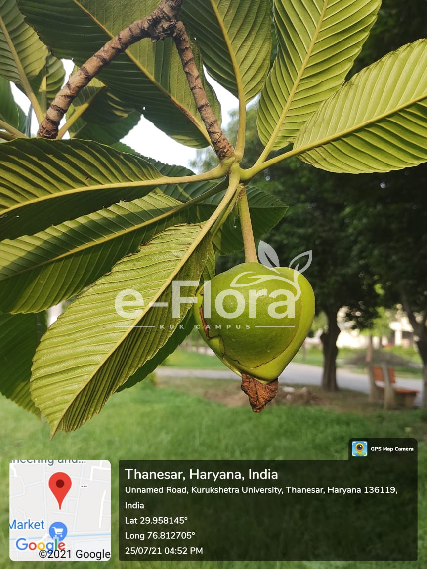 You are currently viewing Dillenia indica L.