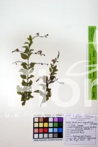Duranta erecta