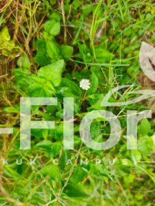 Read more about the article Eclipta prostrata (L.) L.