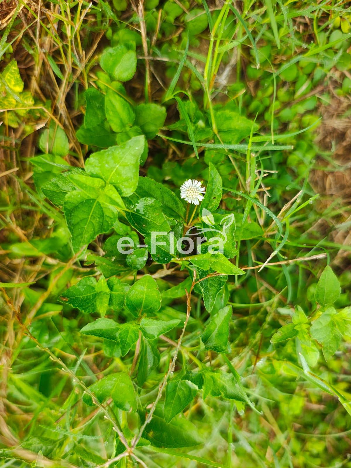 You are currently viewing Eclipta prostrata (L.) L.