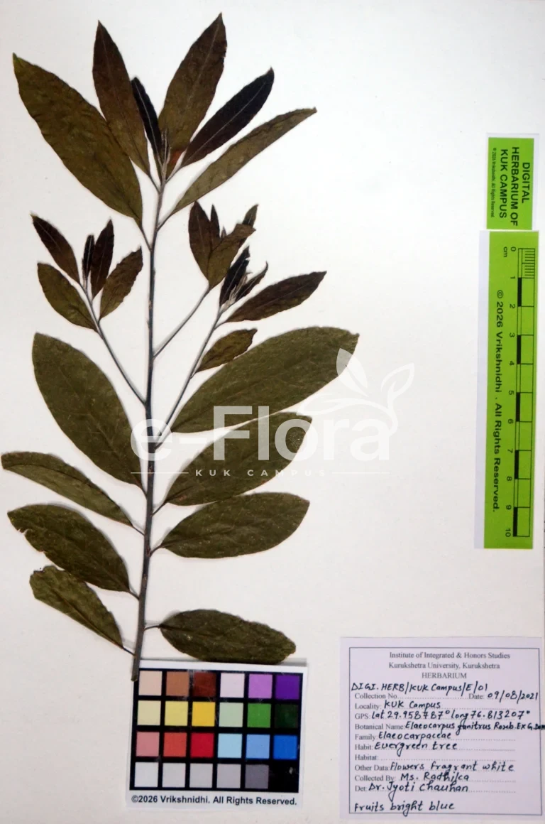 Elaeocarpus ganitrus