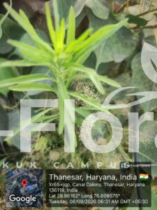 Read more about the article Erigeron sumatrensis Retz.