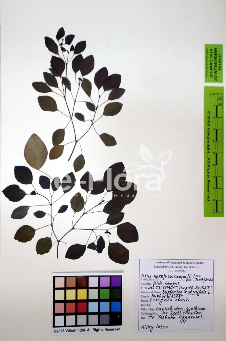 Euphorbia cotinifolia