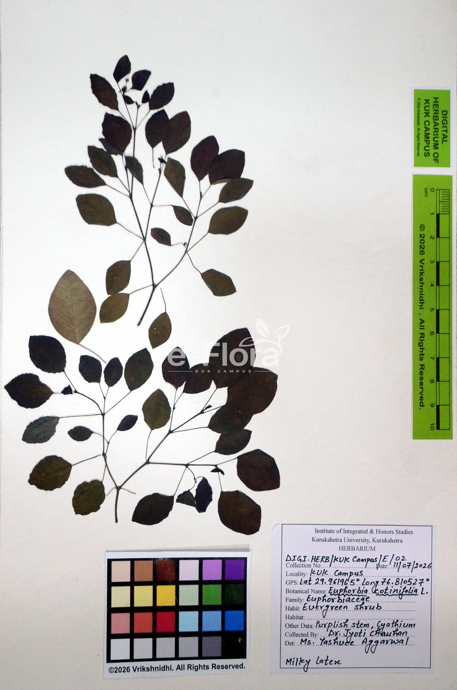 You are currently viewing Euphorbia cotinifolia