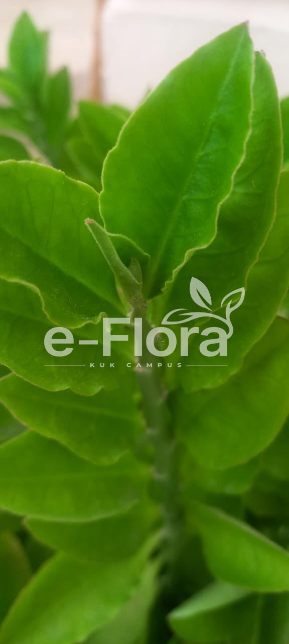You are currently viewing Euphorbia tithymaloides L.