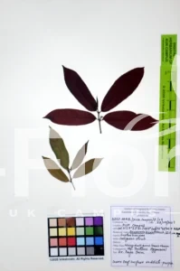 Excoecaria bicolor