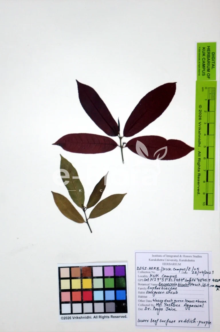Excoecaria bicolor