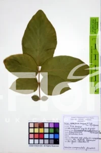 Fernandoa adenophylla