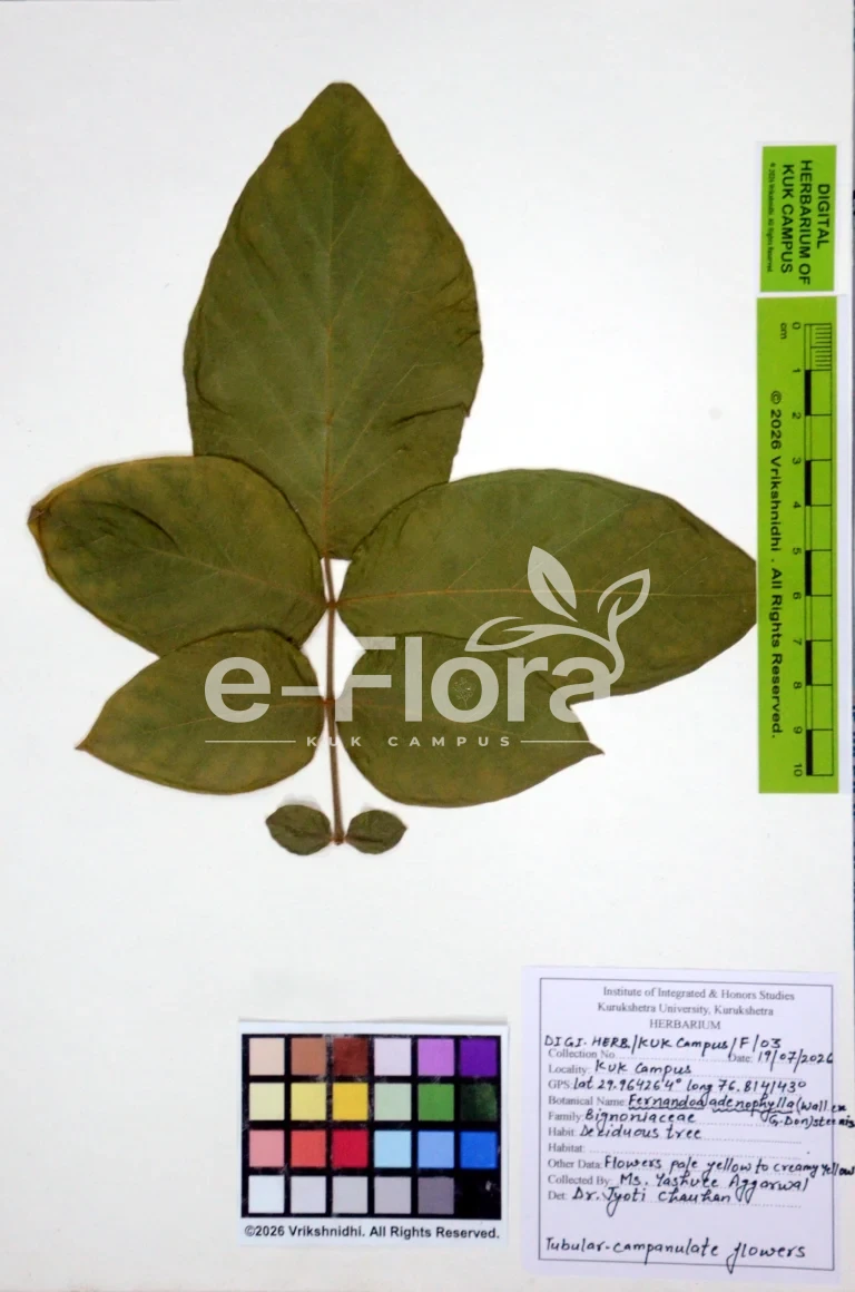 Fernandoa adenophylla