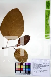 Ficus benghalensis