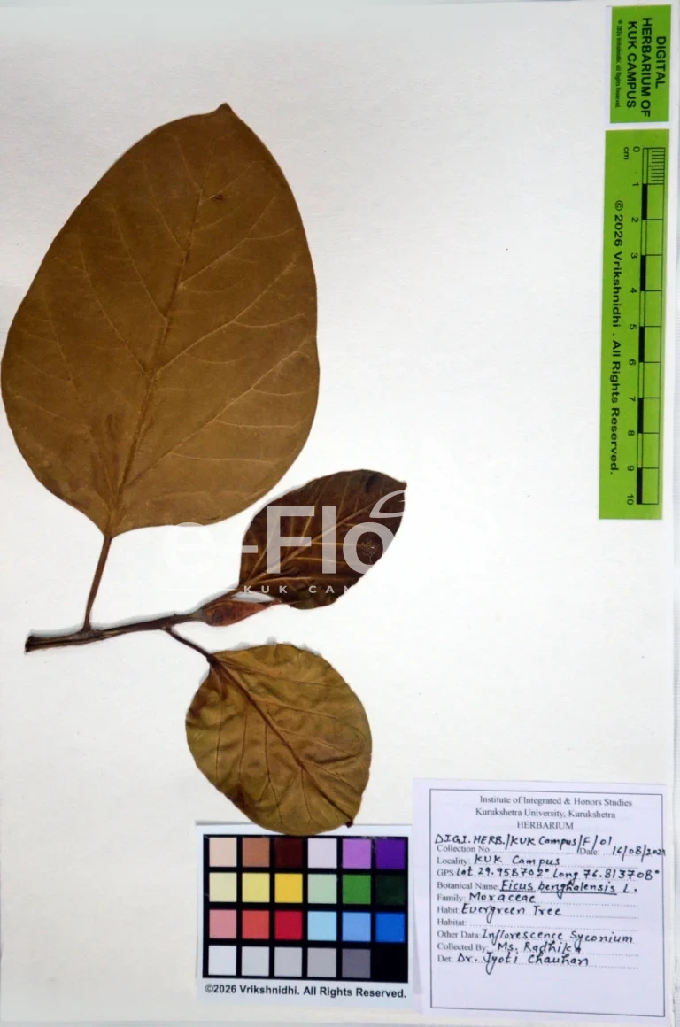 Ficus benghalensis