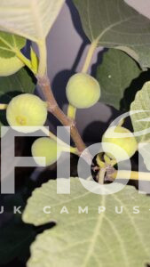 Read more about the article Ficus carica L.