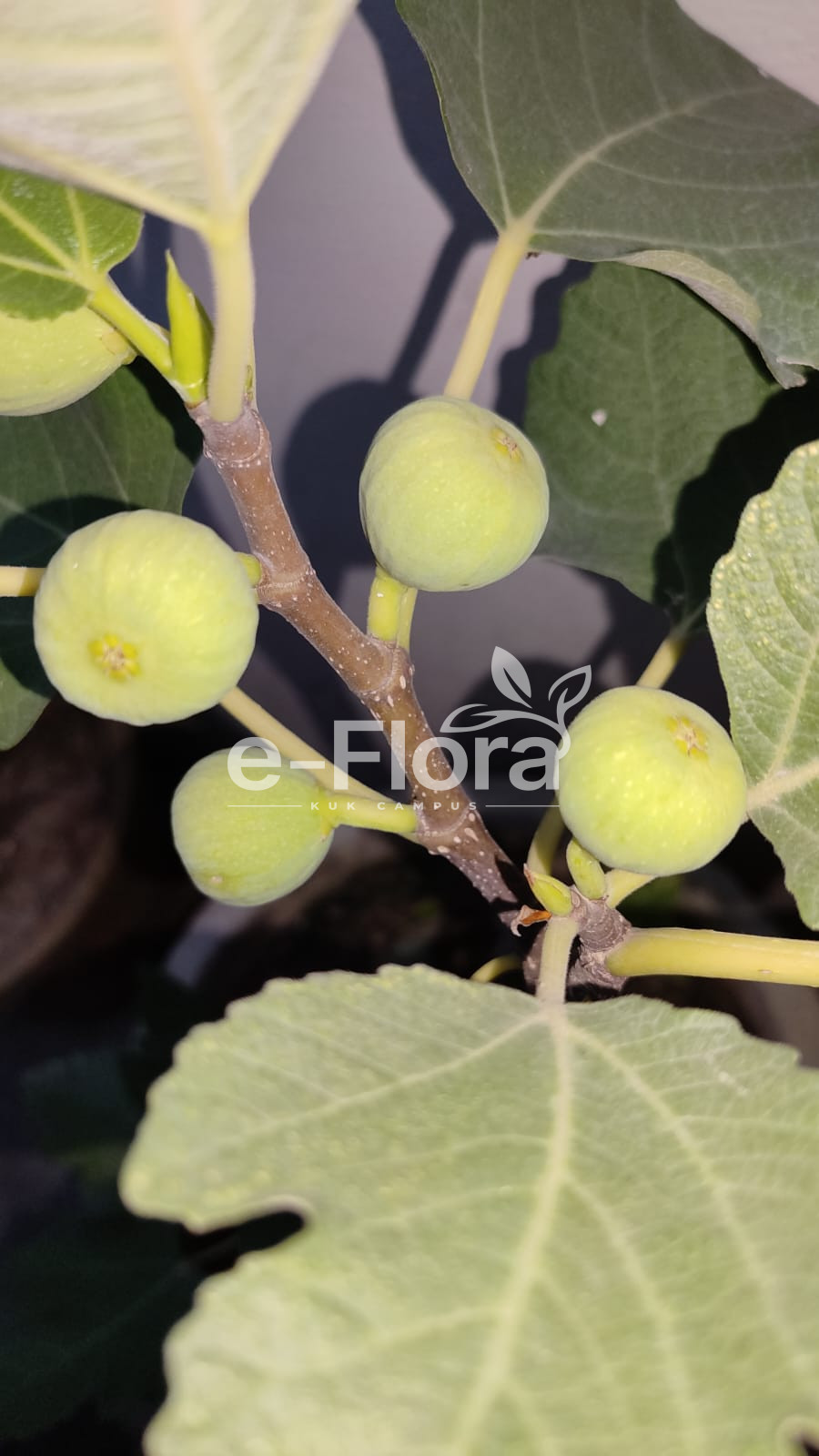 You are currently viewing Ficus carica L.