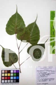 Ficus religiosa