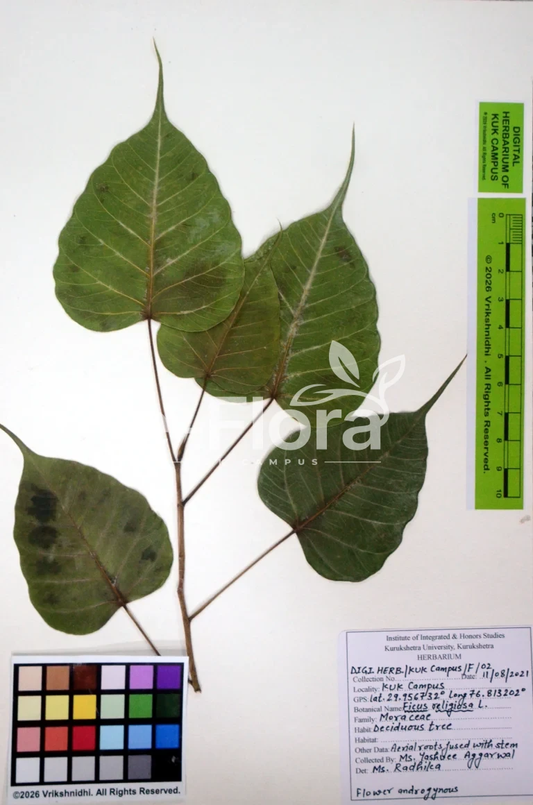 Ficus religiosa