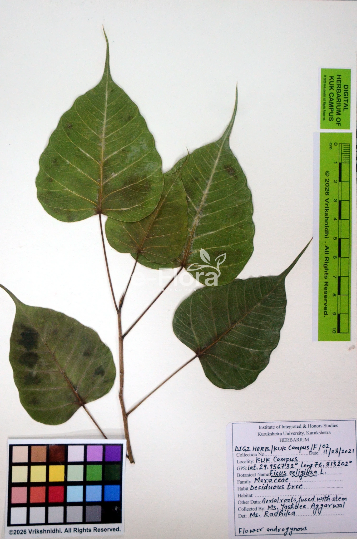 You are currently viewing Ficus religiosa