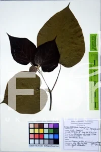 Gmelina arborea